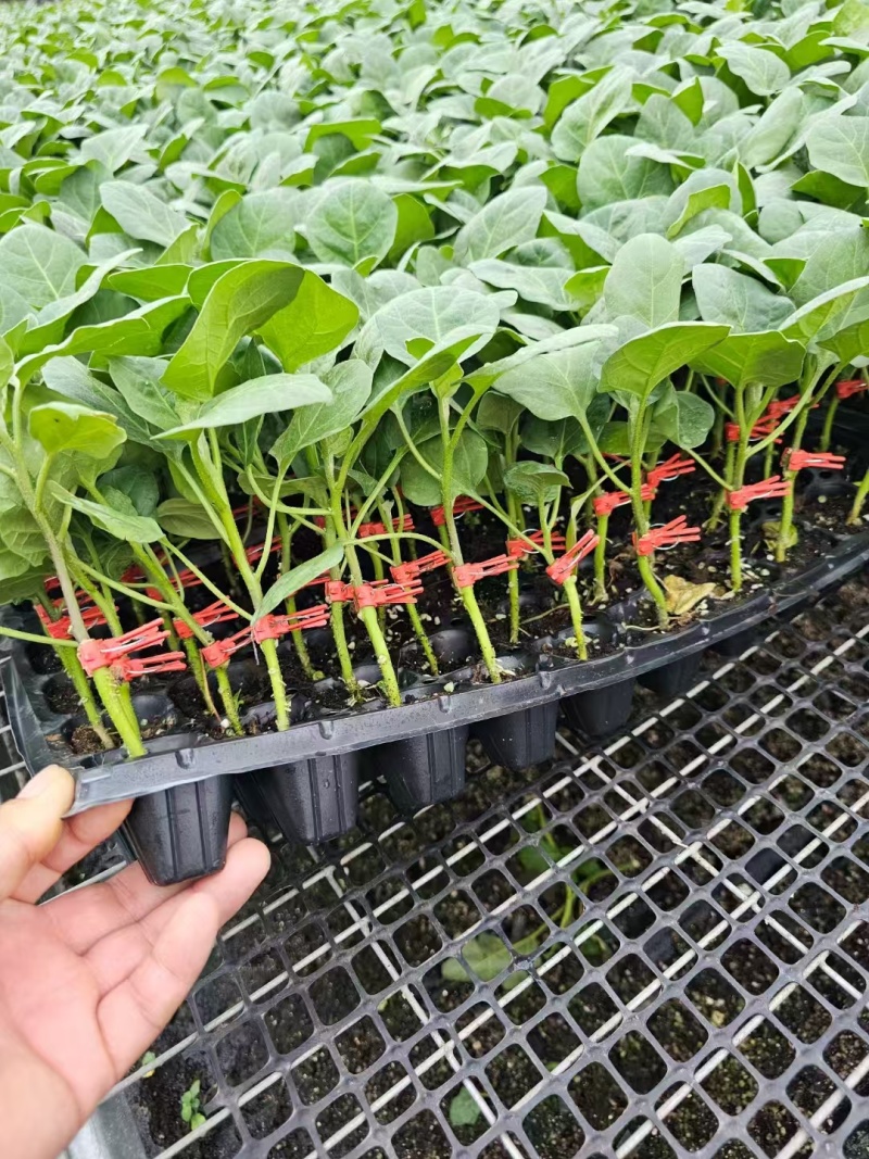 山东茄子苗茄子墨丽优质长茄抗病强价格优惠货源充足