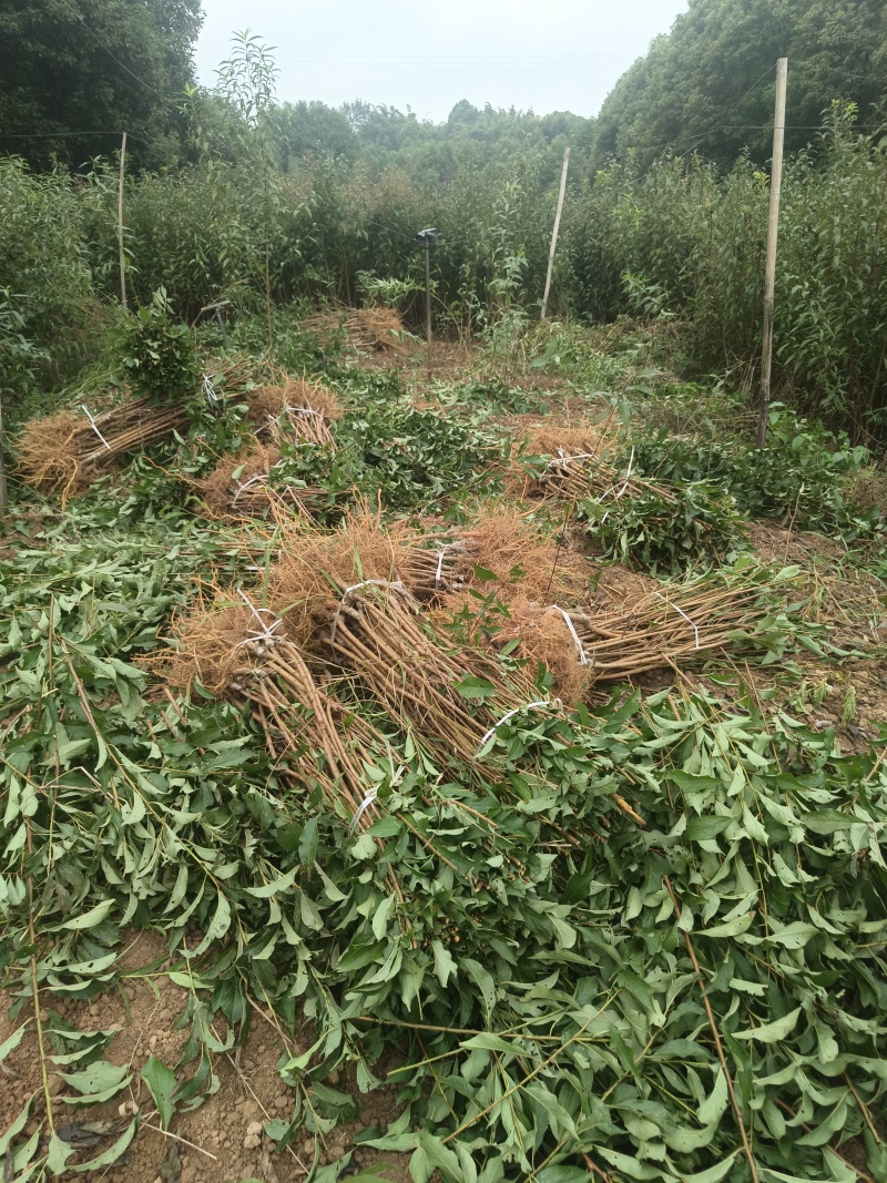 蜂糖李子苗，苗，苗，苗，苗，苗。