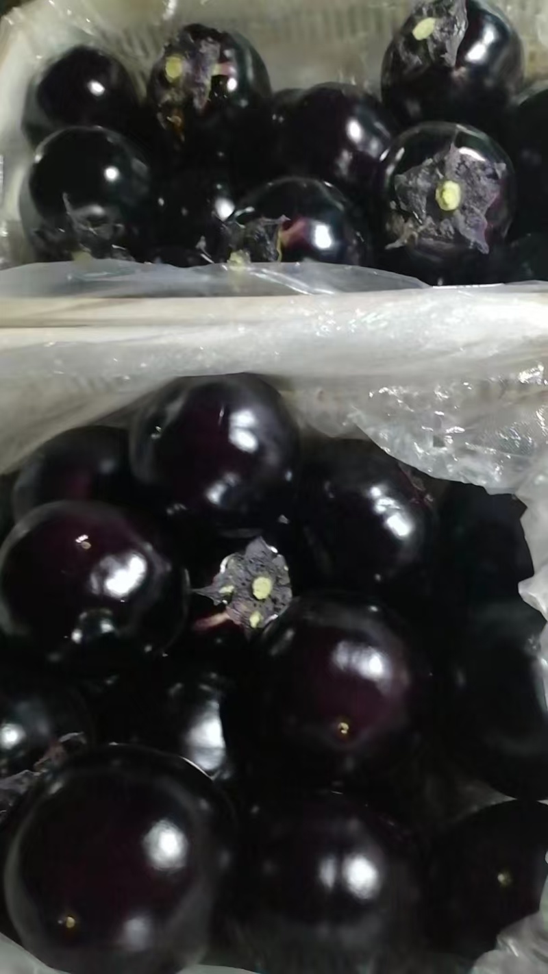墨宝圆茄苗产量高耐运输产地直发良心好品种欢迎订购