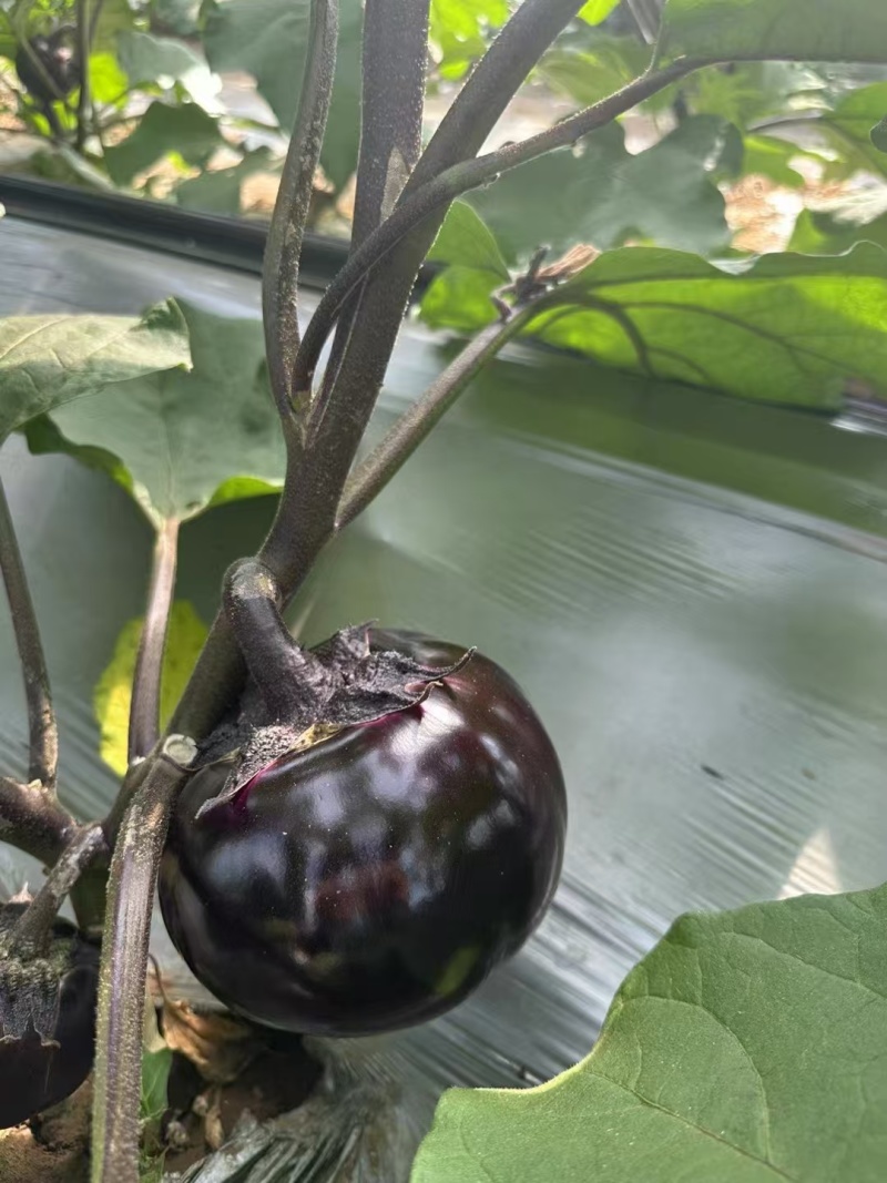 墨宝圆茄苗产量高耐运输产地直发良心好品种欢迎订购