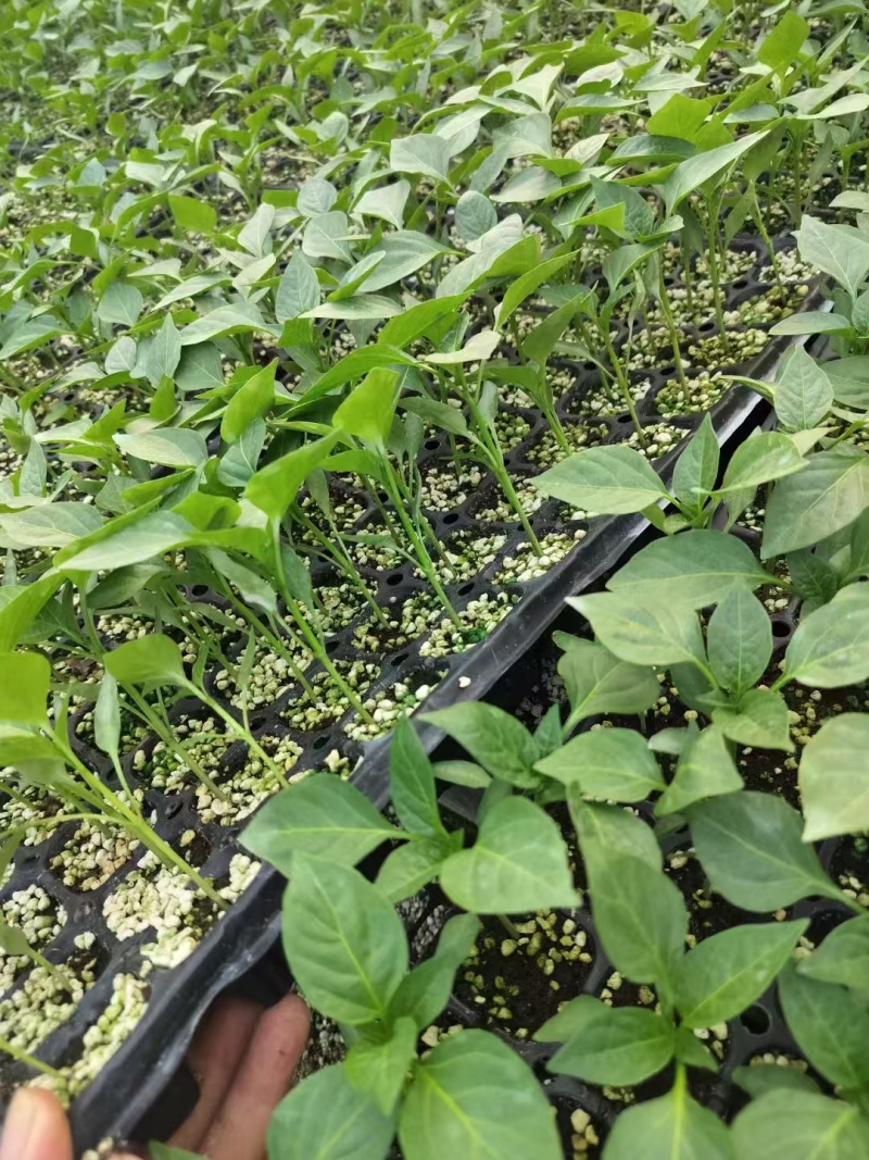 泡椒苗红运泡椒山东寿光苗厂直发诚信经营常年有货