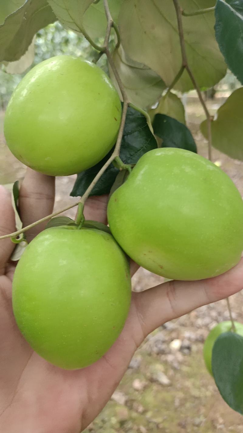 广东湛江青枣市场货电商货质量可靠大量供应