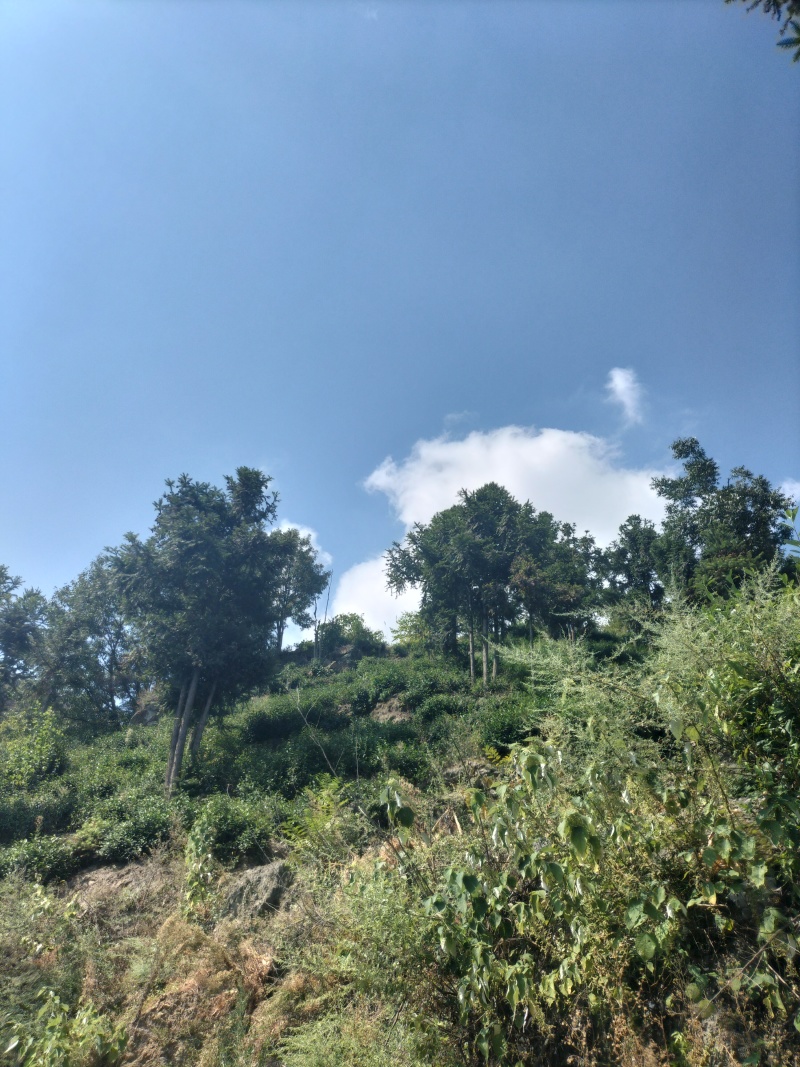 古树红茶徐小凤紫阳富硒红茶太阳晒干金沙土干净奋斗快乐传承