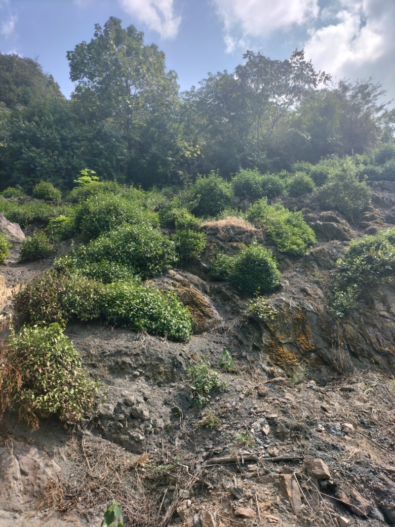 古树红茶徐小凤紫阳富硒红茶太阳晒干金沙土干净奋斗快乐传承