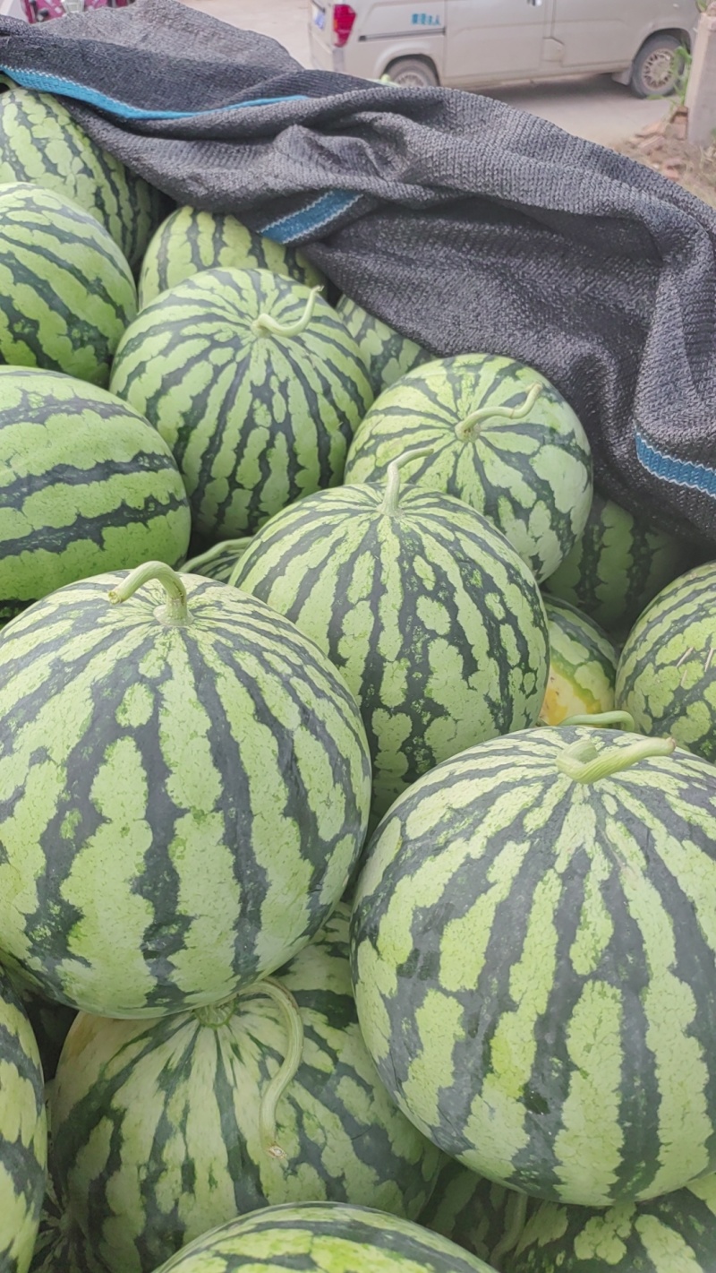 微盟美都西瓜苗，品种好质量好。西瓜苗黑油发亮。