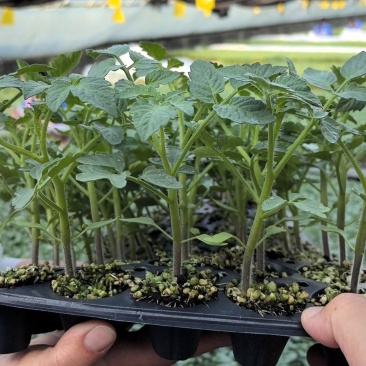 【精品】大粉宝禄富强西红柿苗越冬大果番茄苗产量高