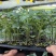 【精品】大粉宝禄富强西红柿苗越冬大果番茄苗产量高