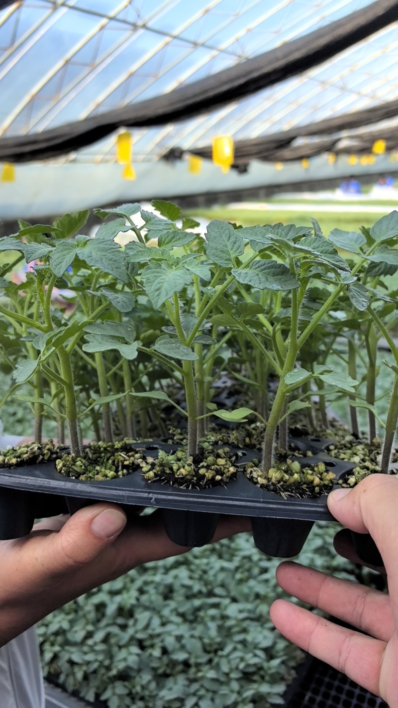 【精品】大粉宝禄富强西红柿苗越冬大果番茄苗产量高
