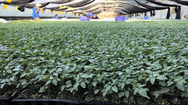 【精品】大粉宝禄富强西红柿苗越冬大果番茄苗产量高