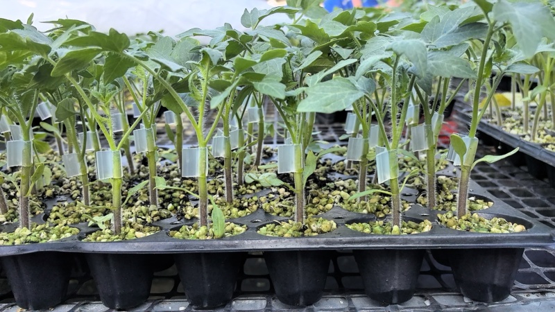 【精品】大粉宝禄富强西红柿苗越冬大果番茄苗产量高