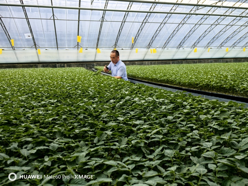 【精品】大粉宝禄富强西红柿苗越冬大果番茄苗产量高