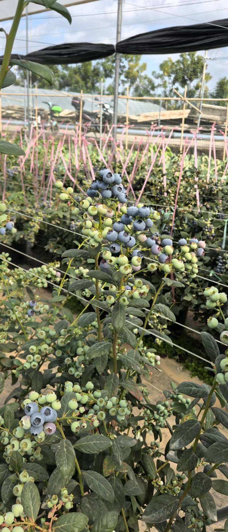云南蓝莓精品蓝莓，品种齐全，全国发货，可一件代发，对接电商等