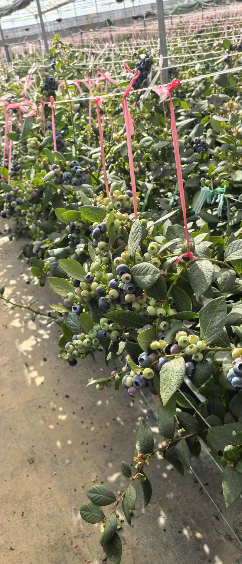 云南蓝莓精品蓝莓，品种齐全，全国发货，可一件代发，对接电商等