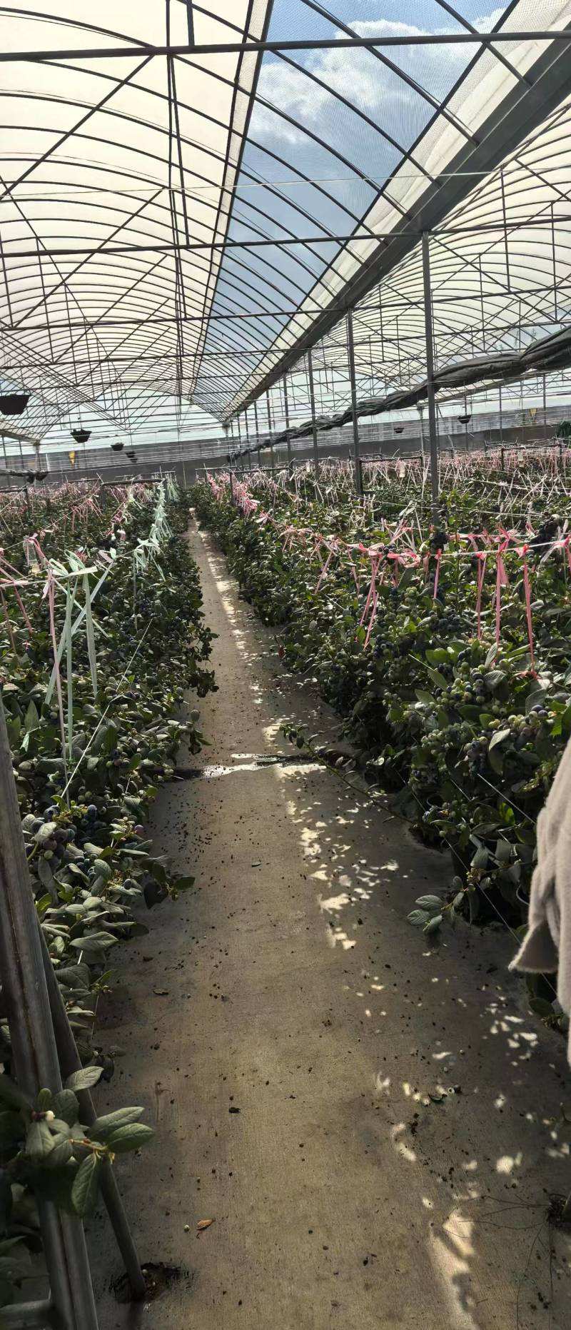 云南蓝莓精品蓝莓，品种齐全，全国发货，可一件代发，对接电商等