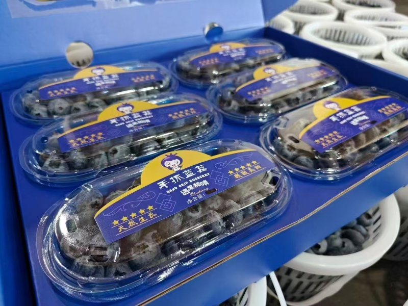 云南蓝莓精品蓝莓，品种齐全，全国发货，可一件代发，对接电商等