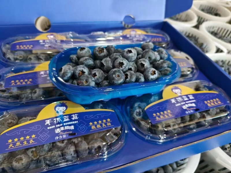 云南蓝莓精品蓝莓，品种齐全，全国发货，可一件代发，对接电商等