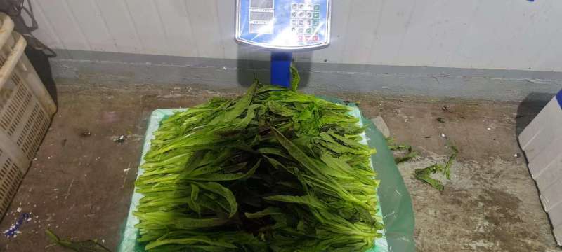 凤尾