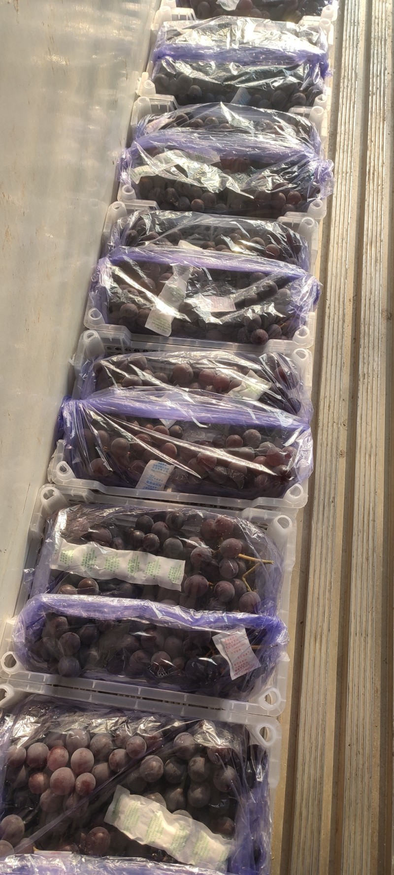 辽宁北镇巨峰自然果葡萄，口感好软梗不掉粒，果肉硬实果汁多