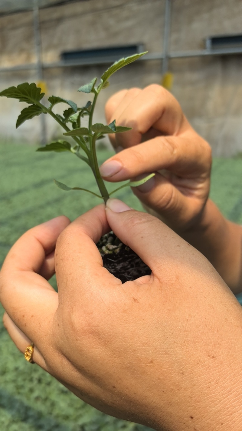 圣粉303，圣粉99番茄苗粉果番茄苗大果柿子苗