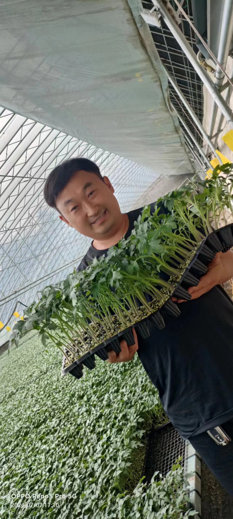 圣粉303，圣粉99番茄苗粉果番茄苗大果柿子苗