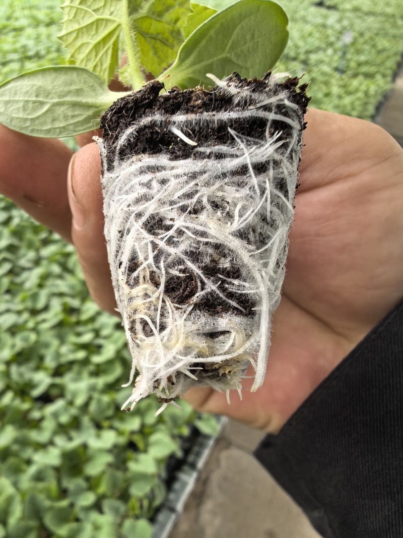 圣粉303，圣粉99番茄苗粉果番茄苗大果柿子苗