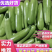 【推荐】山东西葫芦产地直发可视频看货对接全国商超电商
