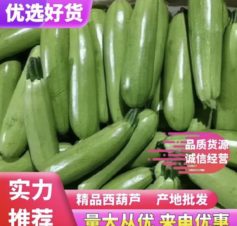 【推荐】山东西葫芦产地直发可视频看货对接全国商超电商