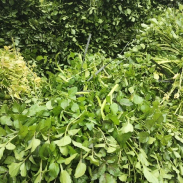 西洋菜种植基地