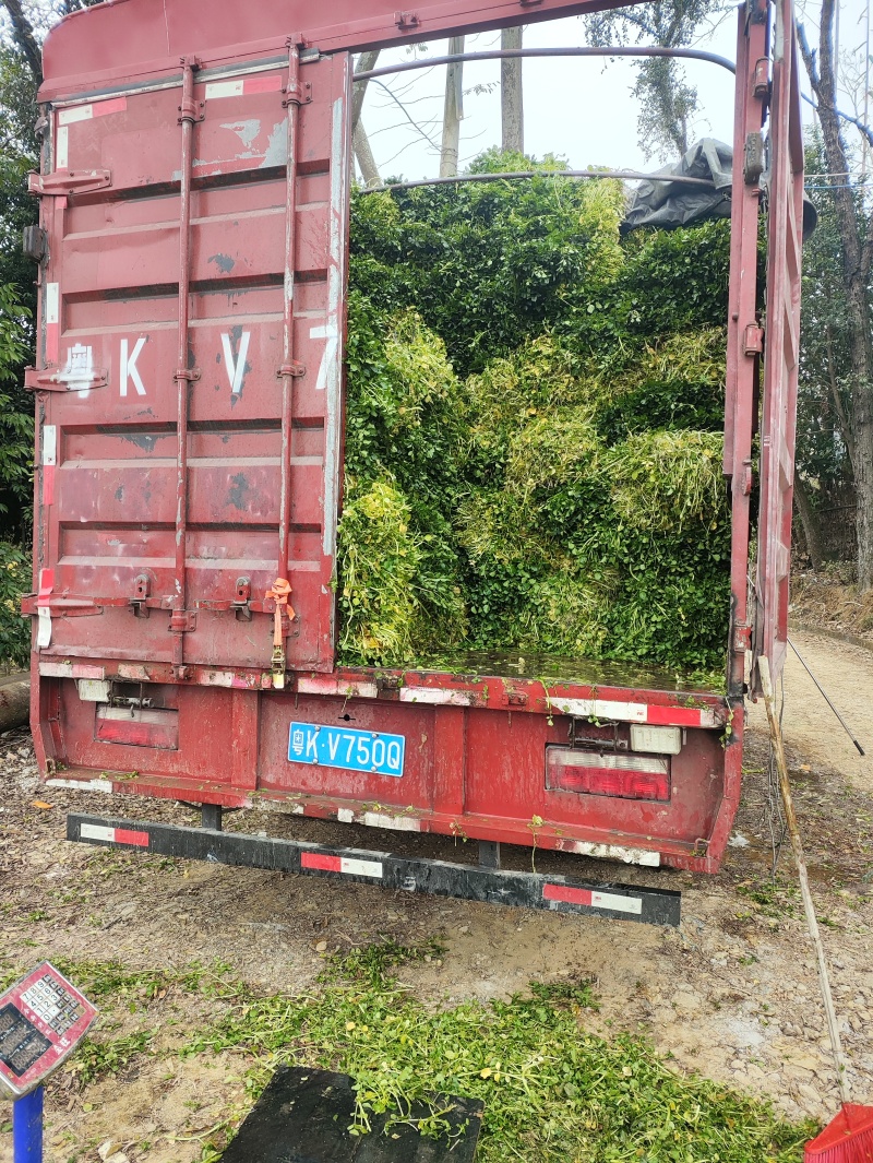 西洋菜种植基地