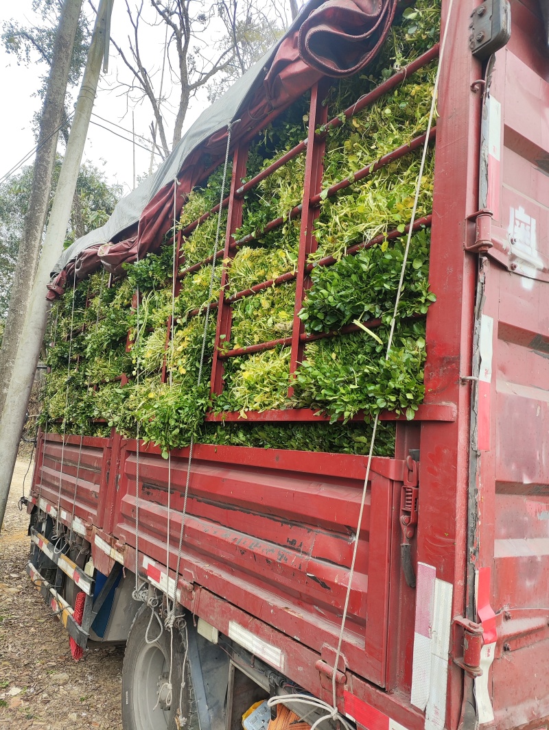 西洋菜种植基地