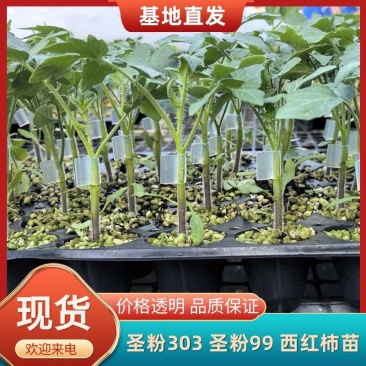 圣粉303，圣粉99番茄苗粉果番茄苗大果柿子苗