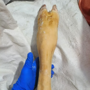 火烧毛牛蹄品质好价格实惠厂家直供欢迎联系