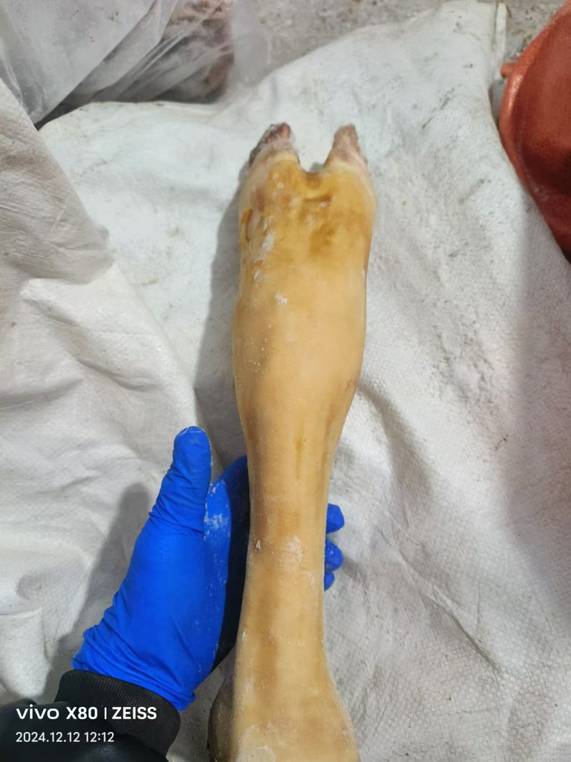 火烧毛牛蹄品质好价格实惠厂家直供欢迎联系