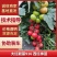 大红靓丽916西红柿苗各种品种番茄苗苗场直发量大从优