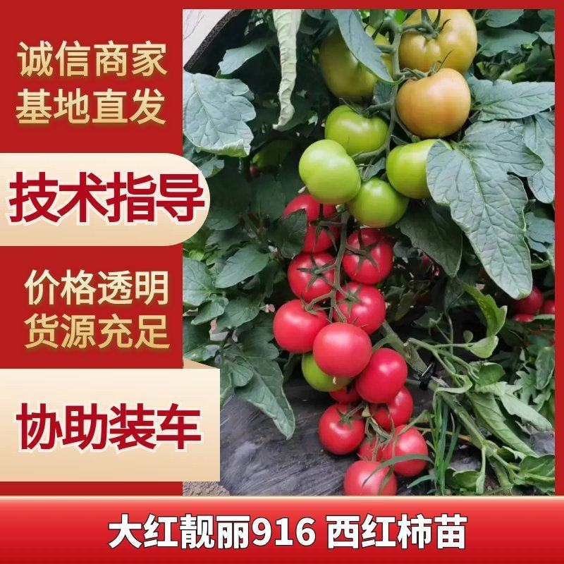 大红靓丽916西红柿苗各种品种番茄苗苗场直发量大从优