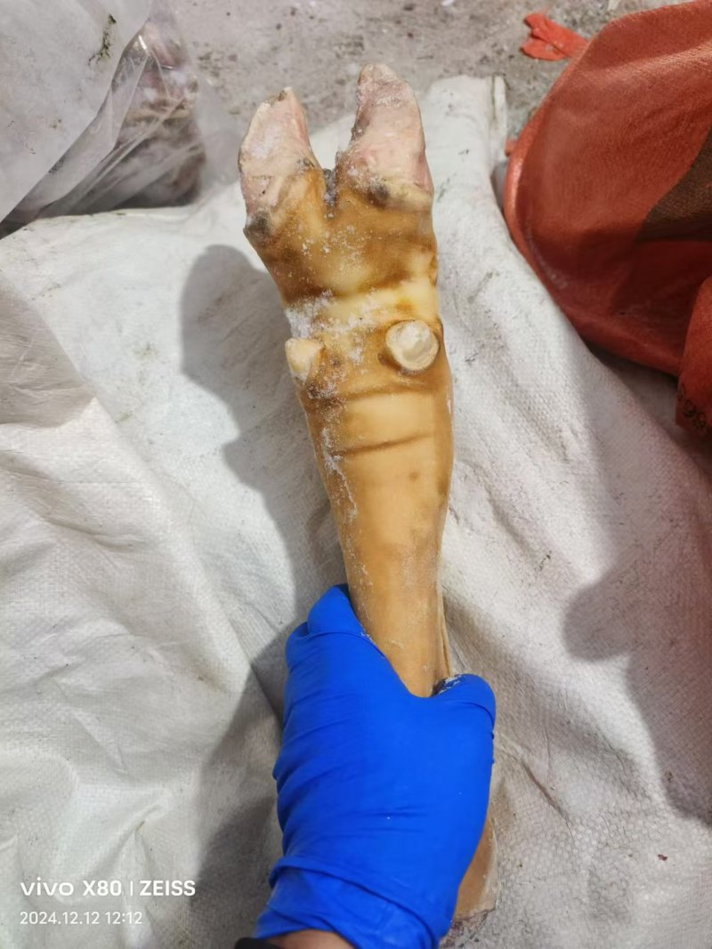 火烧毛牛蹄品质好价格实惠厂家直供欢迎联系