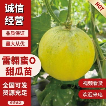 雷翱蜜O甜瓜苗甜瓜嫁接苗品种齐全联系客服咨询