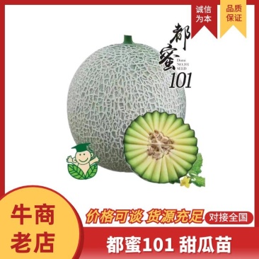 都蜜101甜瓜苗网纹瓜苗山东水果苗子厚皮甜瓜苗包邮