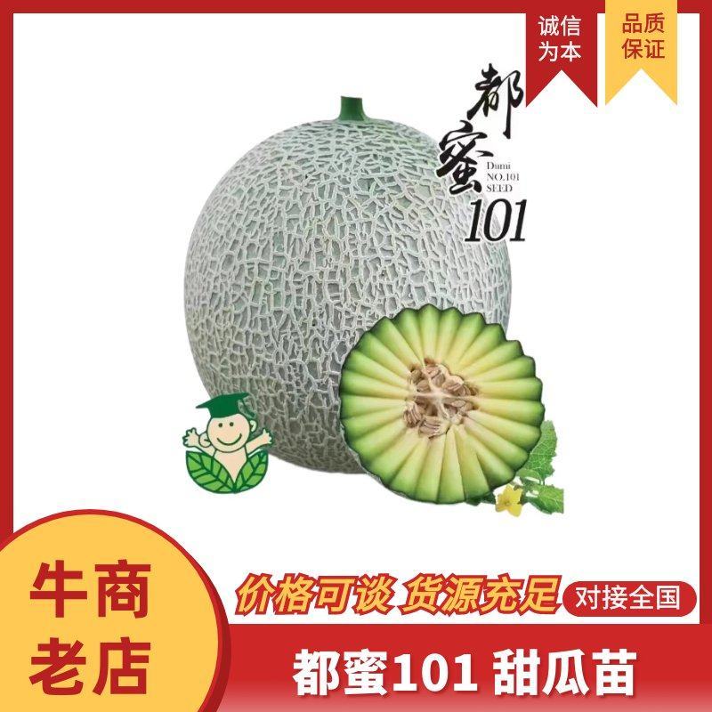 都蜜101甜瓜苗网纹瓜苗山东水果苗子厚皮甜瓜苗包邮