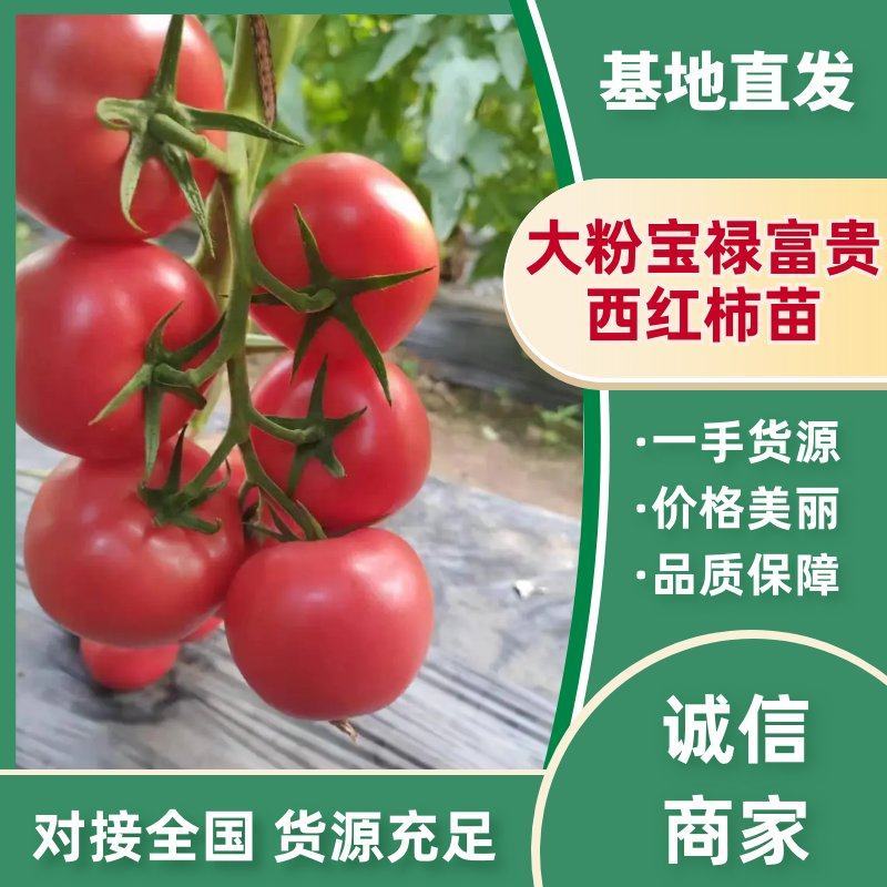 大粉宝禄富贵番茄苗西红柿苗山东苗场直发量大优惠