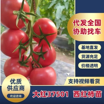 大红37501西红柿苗早熟番茄苗洋柿子苗成活率高