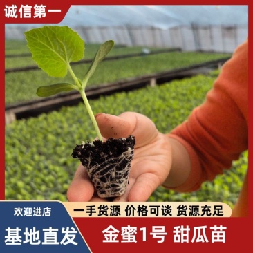 金蜜1号甜瓜苗糖度高种苗基地直发各种甜瓜苗