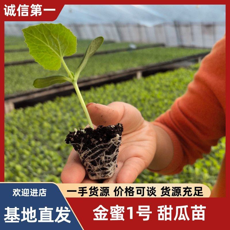 金蜜1号甜瓜苗糖度高种苗基地直发各种甜瓜苗