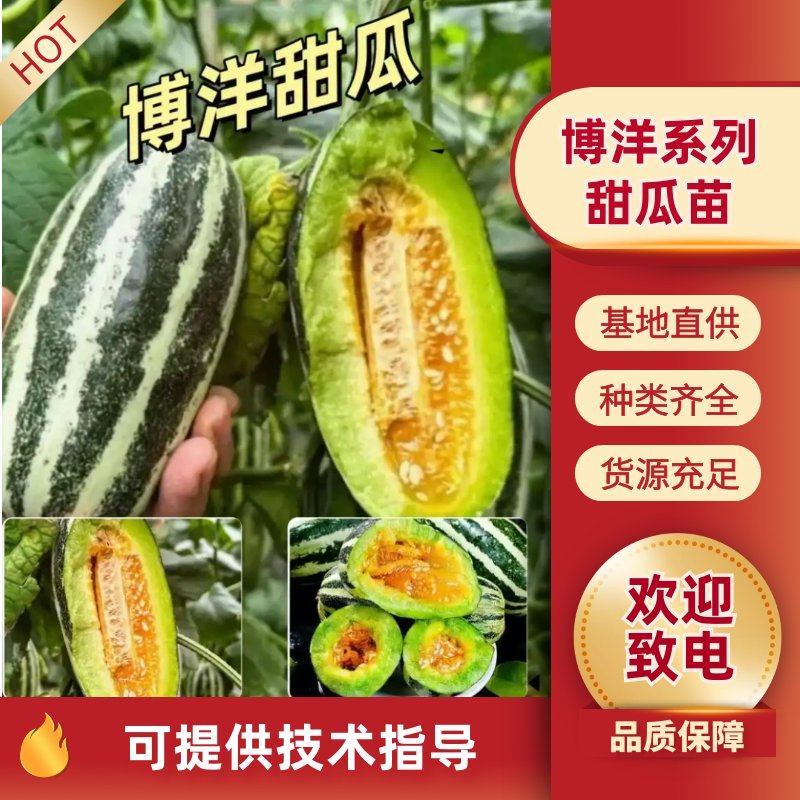 博洋甜瓜苗山东苗场甜瓜苗羊角蜜苗香瓜苗子抗病高产