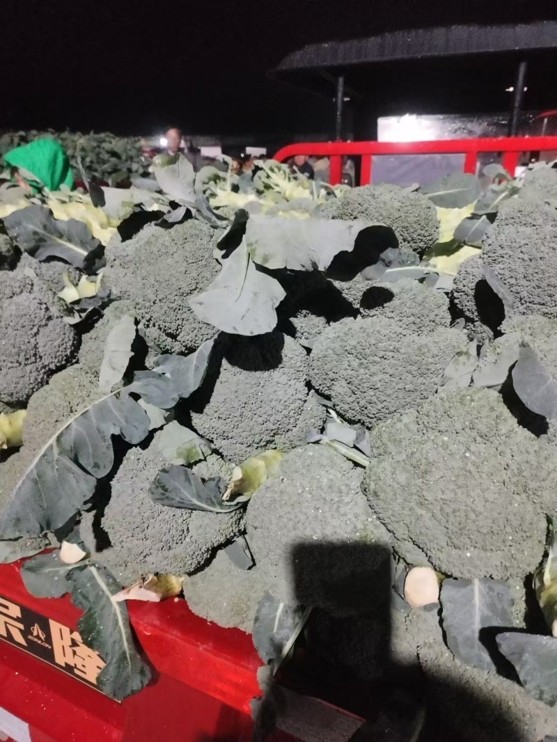 【西兰花】云南西兰花，产地发货，可视频看货，欢迎咨询