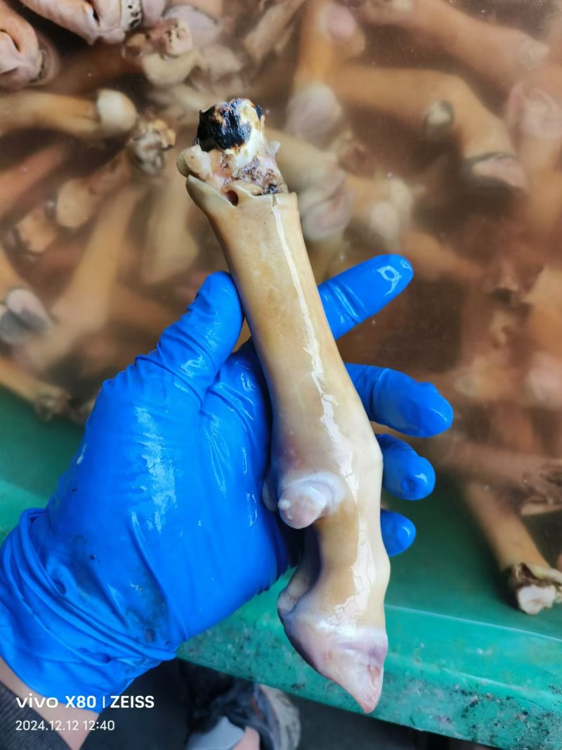 火燎羊蹄厂家直供品质保证价格实惠批发零售欢迎咨询