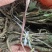 大通草苗现货大量出售，价格优惠，枝叶茂盛，成活率