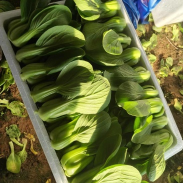 精品唐菜大头油菜上海青品质保证量大价优欢迎致电咨询
