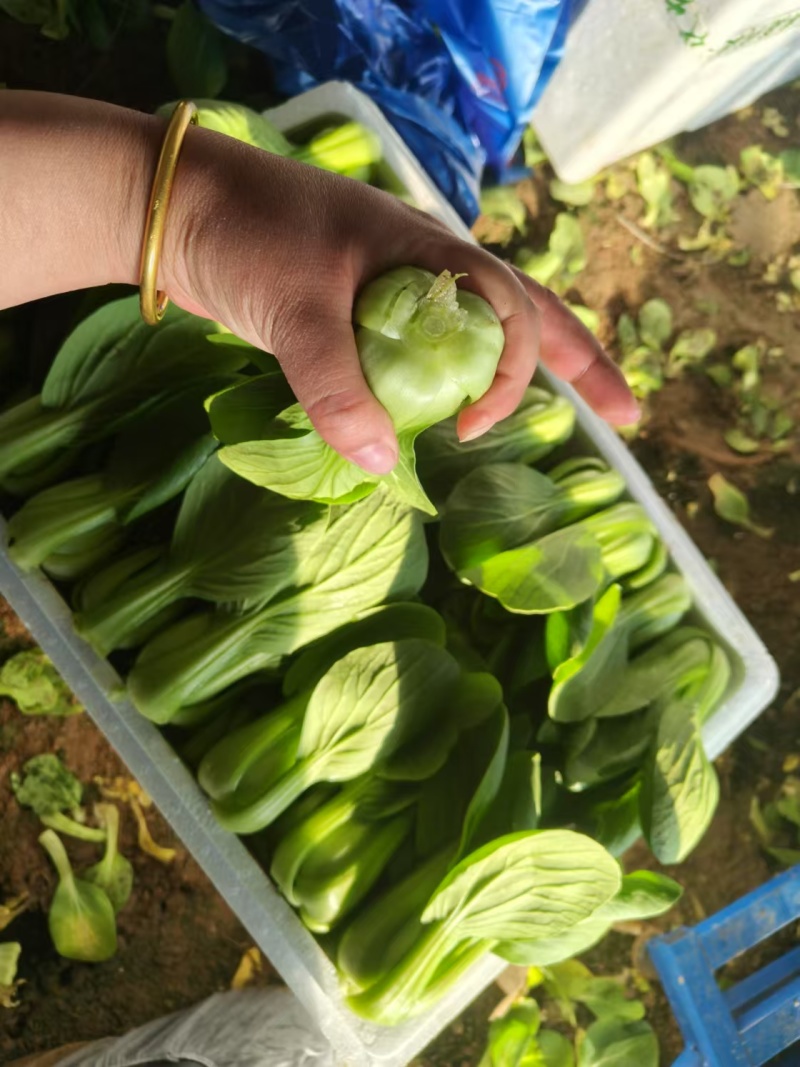 精品唐菜大头油菜上海青品质保证量大价优欢迎致电咨询
