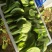 精品唐菜大头油菜上海青品质保证量大价优欢迎致电咨询